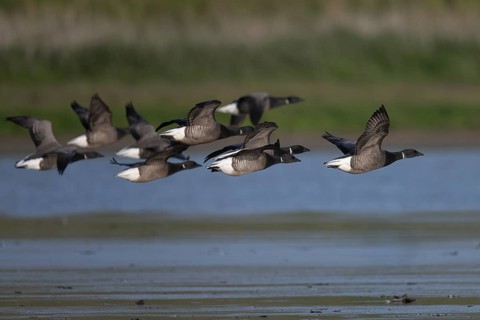 Brent goose (Branta bernicla)