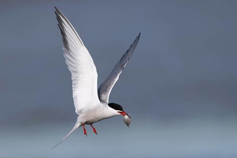 Common Tern (Sterna hirundo), Texel, Netherlands