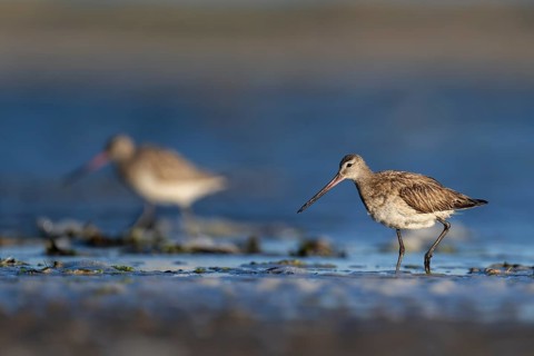 Bar-tailed Godwit (Limosa lapponica), Texel, Netherlands