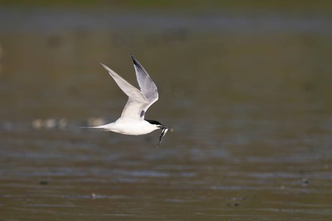 Sandwich tern (Thalasseus sandvicensis) with fish, Texel, Netherlands