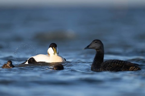 Eider duck (Somateria mollissima), Texel, Netherlands