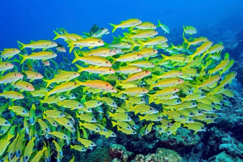 Large school of blue-striped snapper (Lutjanus kasmira), Indian Ocean, Maldives