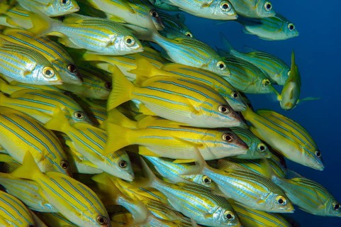 Underwater photo close-up of large school of blue-striped snapper (Lutjanus kasmira), Indian Ocean,