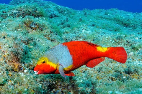 Female of Mediterranean parrotfish (Sparisoma cretense) with red colouring and yellow saddle spot,