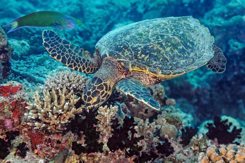 Underwater photo of Hawksbill sea turtle (Eretmochelys imbricata) eating corals, Hurghada, Red Sea,