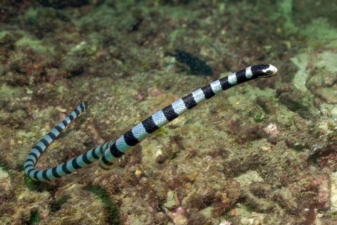 Sea snake (Laticauda colubrina) swimming through coral reef lambing for prey, Andaman Sea, Indian