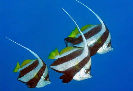 Underwater photo of three specimens of bannerfish (Heniochus diphreutes) swimming in blue sea,