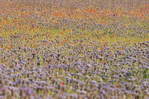Phacelia (Phacelia tanacetifolia) and Common field poppy (Papaver rhoeas) red wildflower flowers in