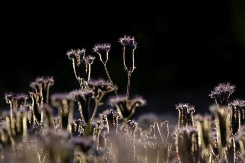 Phacelia (Phacelia tanacetifolia) flowers in summer, England, United Kingdom