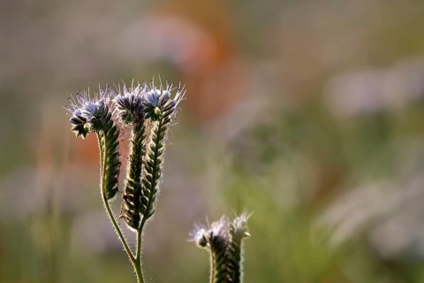 Phacelia (Phacelia tanacetifolia) flower in summer, England, United Kingdom