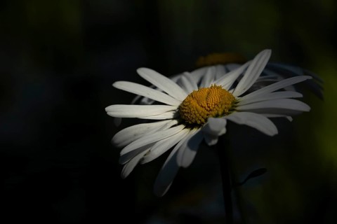 Oxeye daisy (Leucanthemum vulgare) flower in summer, England, United Kingdom