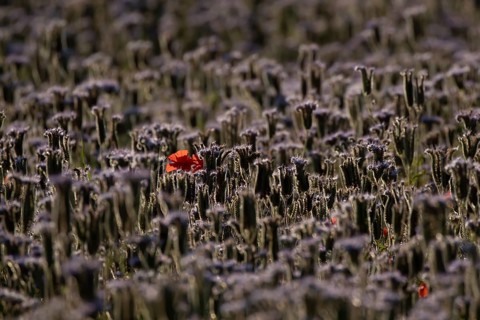 Phacelia (Phacelia tanacetifolia) field of flowers with Common field poppy (Papaver rhoeas) red