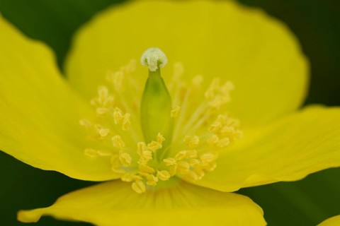 Welsh poppy (Papaver cambricum) yellow flower in summer, England, United Kingdom