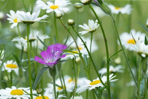 Oxeye daisy (Leucanthemum vulgare) and Corncockle (Agrostemma githago) wildflower flowers in a