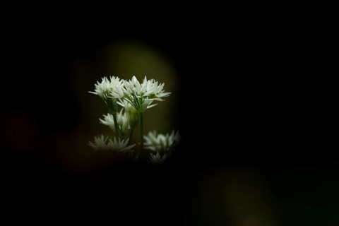 Ransoms or Wild garlic (Allium ursinum) white wildflower flowers in a woodland in spring, England,