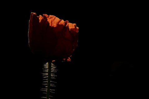 Common field poppy (Papaver rhoeas) red wildflower flower backlit in summer, England, United