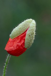 Common field poppy (Papaver rhoeas) red wildflower flower bud in summer, England, United Kingdom