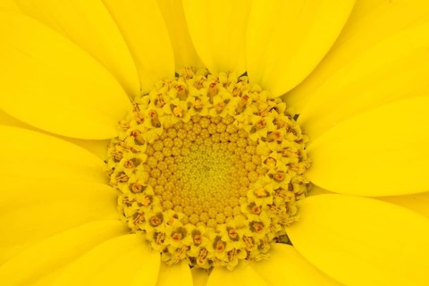 Corn marigold (Glebionis segetum) single yellow wildflower flower in summer, England, United