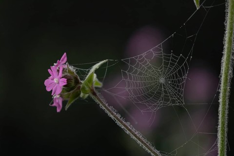 Red campion (Silene dioica) wildflower flowers with a spiders web in spring, England, United