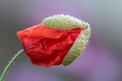 Common field poppy (Papaver rhoeas) red wildflower flower bud in summer, England, United Kingdom
