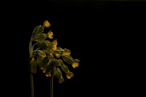 Cowslip (Primula veris) wildflower flowers backlit in spring, England, United Kingdom