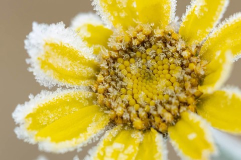 Corn marigold (Glebionis segetum) single yellow wildflower flower covered in frost in winter,
