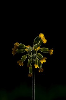 Cowslip (Primula veris) wildflower flower backlit in spring, England, United Kingdom