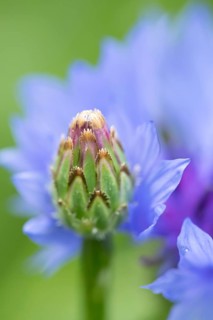 Cornflower (Centaurea cyanus) annual wildflower blue flower bud in summer, England, United Kingdom
