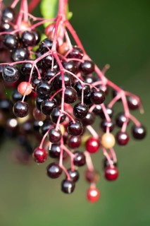 Elder tree (Sambucus nigra) black berries in autumn, England, United Kingdom