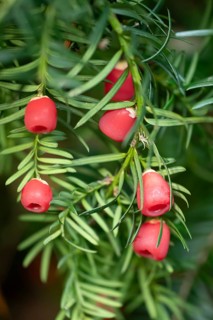 Common yew tree (Taxus baccata) red berries in autumn, England, United Kingdom