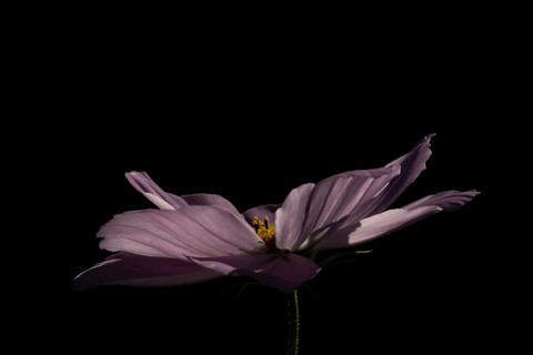 Cosmos garden annual flower in summer, England, United Kingdom