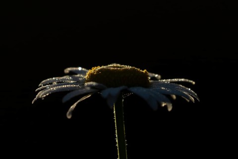 Oxeye daisy (Leucanthemum vulgare) flower in summer, England, United Kingdom