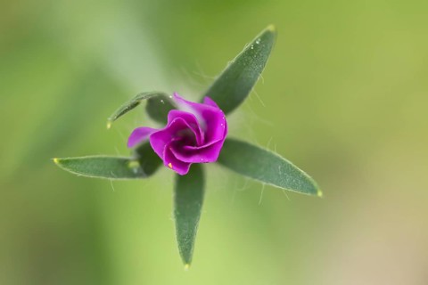 Common corncockle (Agrostemma githago) single pink wildflower flower in summer, England, United