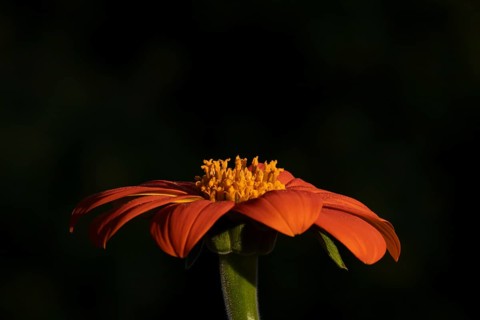 Mexican sunflower (Tithonia spp) 'Goldfinger' garden annual orange flower in summer, England,