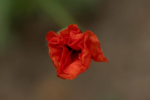 Common field poppy (Papaver rhoeas) single red wildflower flower in summer, England, United Kingdom