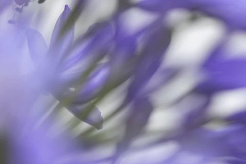 Agapanthus blue garden flower in summer, England, United Kingdom