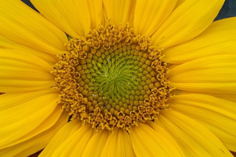 Annual sunflower (Helianthus annuus) yellow flower in summer, England, United Kingdom