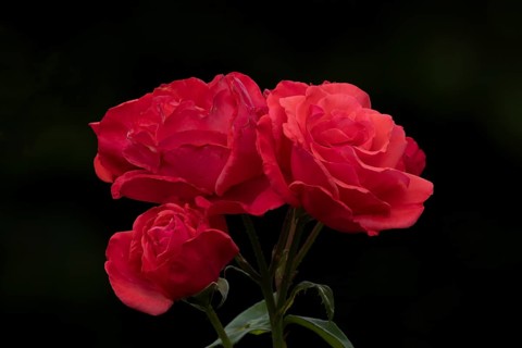 English red rose three garden flowers in summer, England, United Kingdom