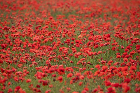 Common field poppy (Papaver rhoeas) red wildflower flowers poppies in a poppyfield in summer,