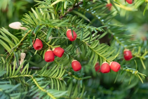 Common yew tree (Taxus baccata) red berries in autumn, England, United Kingdom