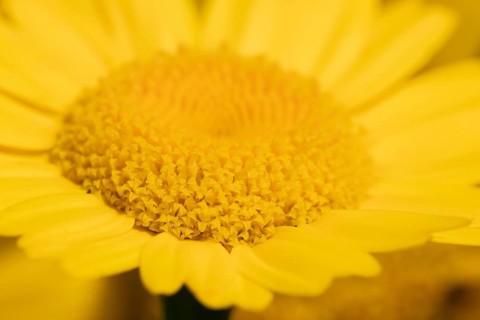 Corn marigold (Glebionis segetum) yellow wildflower flower in summer, England, United Kingdom