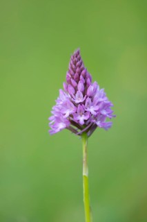Pyramidal orchid (Anacamptis pyramidalis) single pink wildflower flower in summer, England, United
