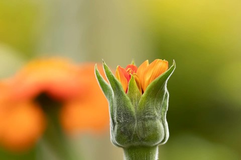 Mexican sunflower (Tithonia spp) 'Goldfinger' garden annual orange flower bub in summer, England,