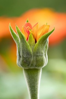 Mexican sunflower (Tithonia spp) 'Goldfinger' garden annual orange flower bub in summer, England,