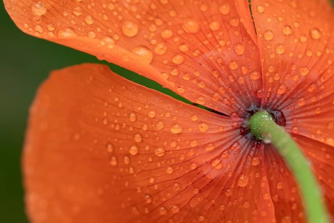 Common field poppy (Papaver rhoeas) single red wildflower flower with rain drops on the petals in