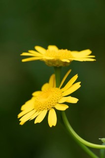 Corn marigold (Glebionis segetum) two yellow wildflower flowers in summer, England, United Kingdom