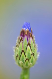 Cornflower (Centaurea cyanus) annual wildflower blue flower in summer, England, United Kingdom