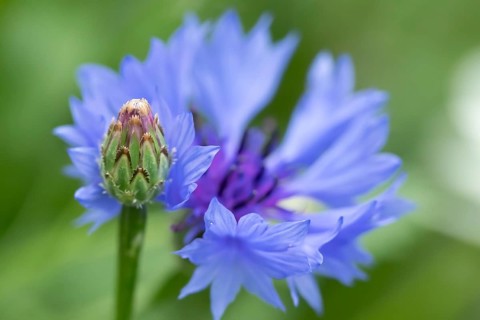 Cornflower (Centaurea cyanus) annual wildflower blue flower in summer, England, United Kingdom