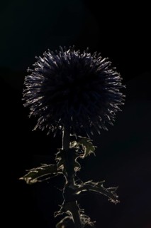 Globe thistle (Echinops bannaticus) single garden flower backlit in summer, England, United Kingdom