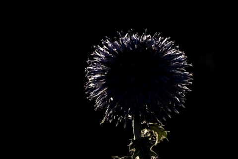 Globe thistle (Echinops bannaticus) single garden flower backlit in summer, England, United Kingdom